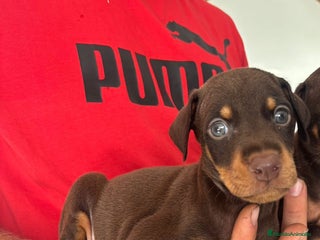 Dobermann perros - Anuncio 1