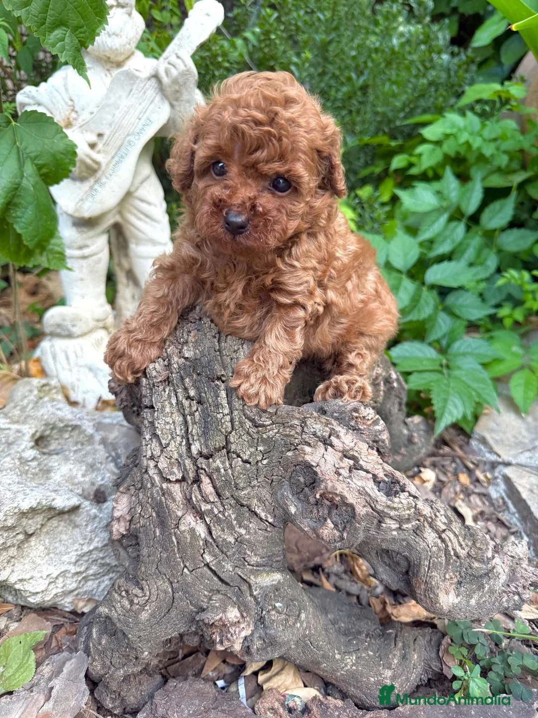Caniche Toy perros en venta: Caniche toy para reservar líneas asiáticas!! - Anuncio 2