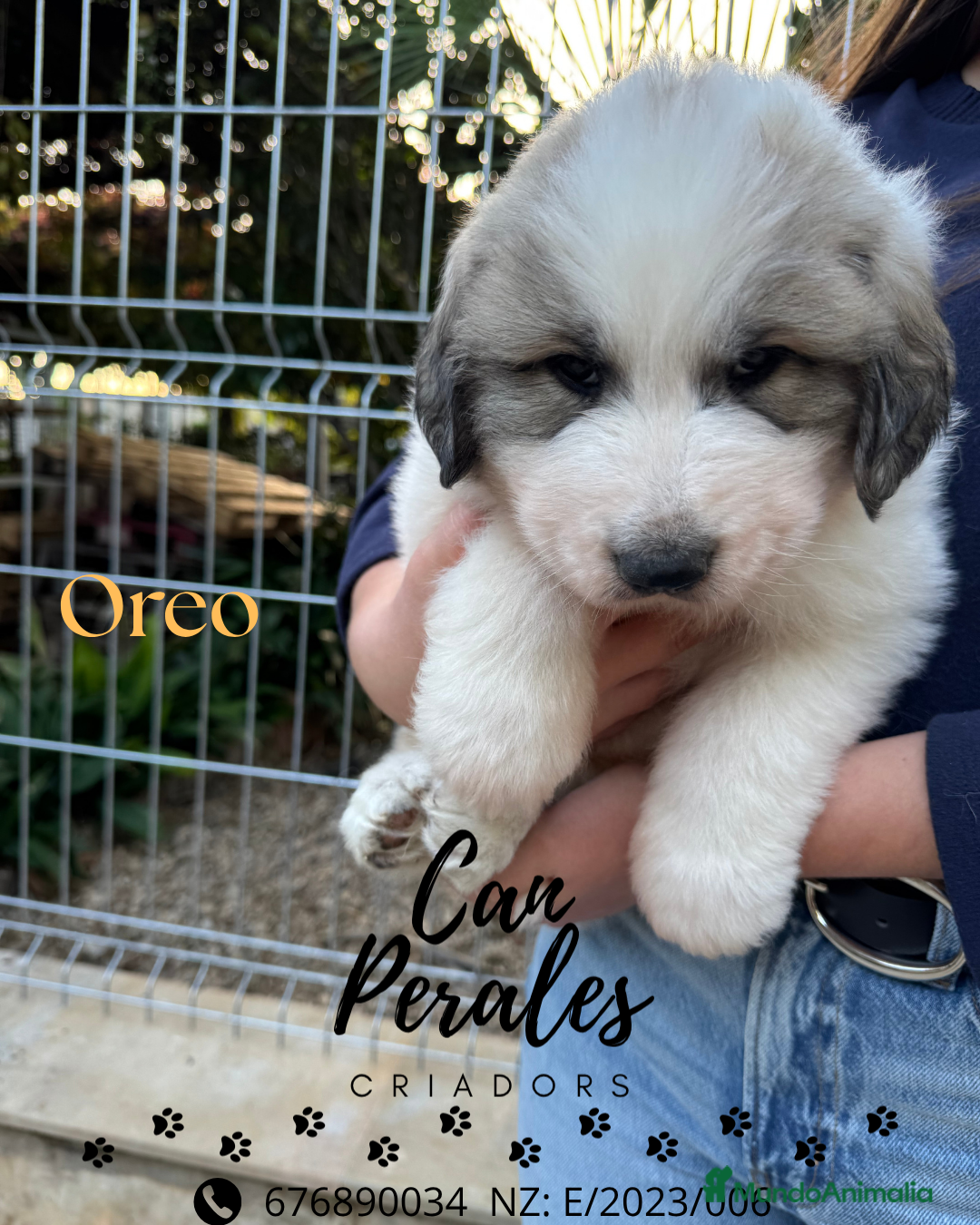 Perro de Montaña de los Pirineos perros en venta: PRECIOSOS CACHORROS DE LOS PIRINEOS - Imagen 7