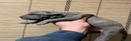 American Pit Bull Terrier perros en venta: American pitbull terrier  - Anuncio 5