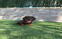 Teckel perros en venta: Teckel cachorro macho  - Imagen 5