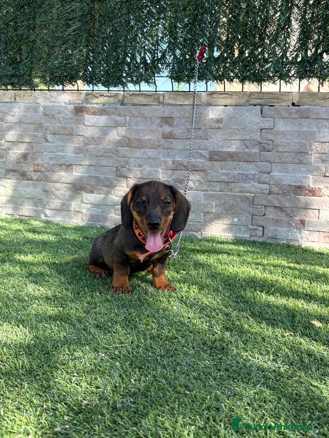 Teckel perros en venta: Teckel cachorro macho  - Imagen 5