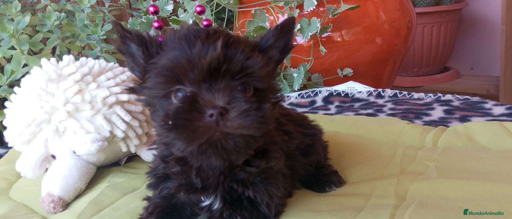 Yorkshire Terrier perros Exclusivos Yorkshire Exóticos Toy - Anuncio 8