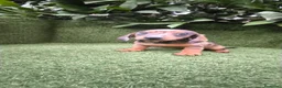 Teckel Miniatura perros en venta: teckel miniatura varios colores  - Anuncio 15