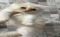 Persa gatos en venta: Gatos persas - Imagen 4