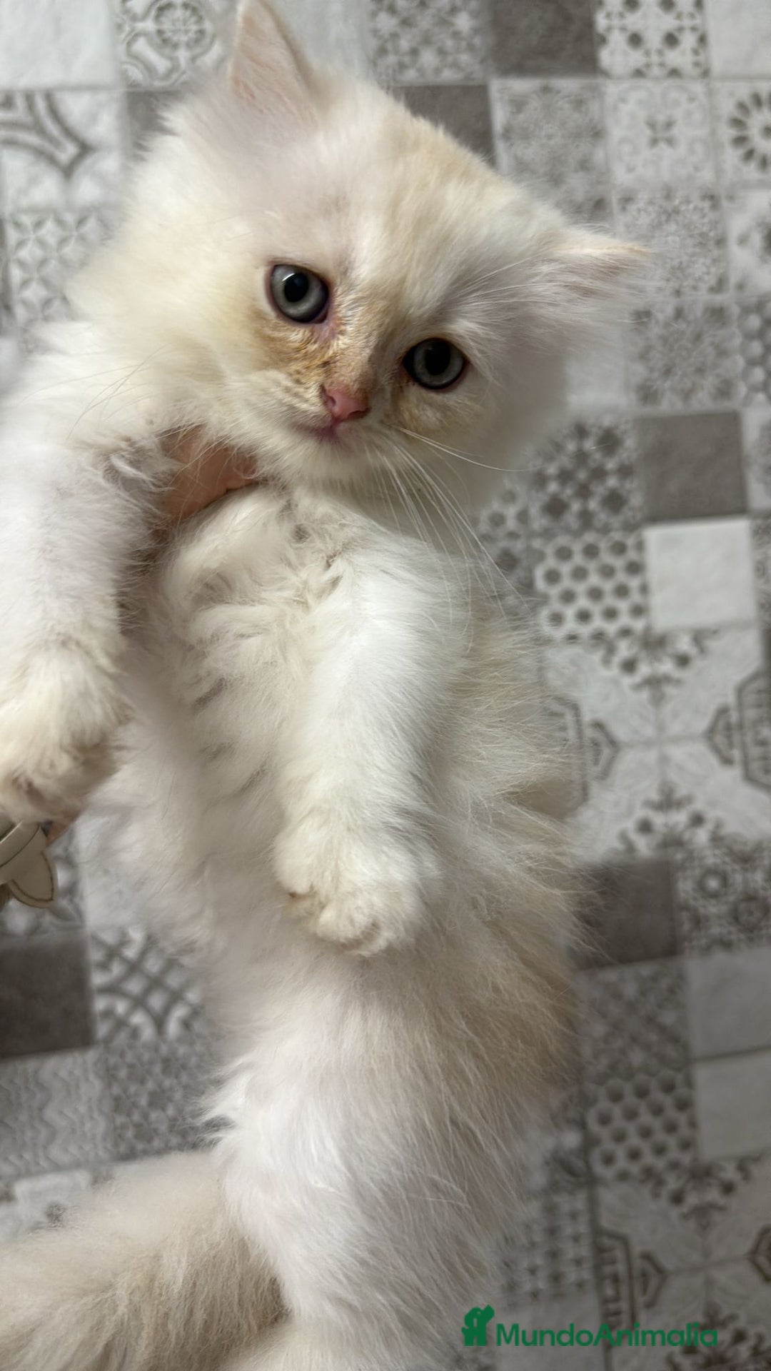 Persa gatos en venta: Gatos persas - Imagen 4