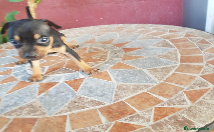Ratón de Praga perros - Propaganda 1