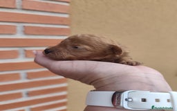 Caniche Toy perros en venta: Cachorritos Caniche Toy Rojo  - Imagen 5