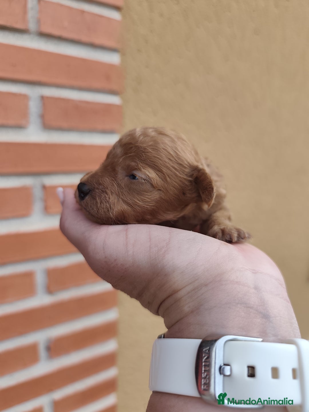 Caniche Toy perros en venta: Cachorritos Caniche Toy Rojo  - Imagen 5