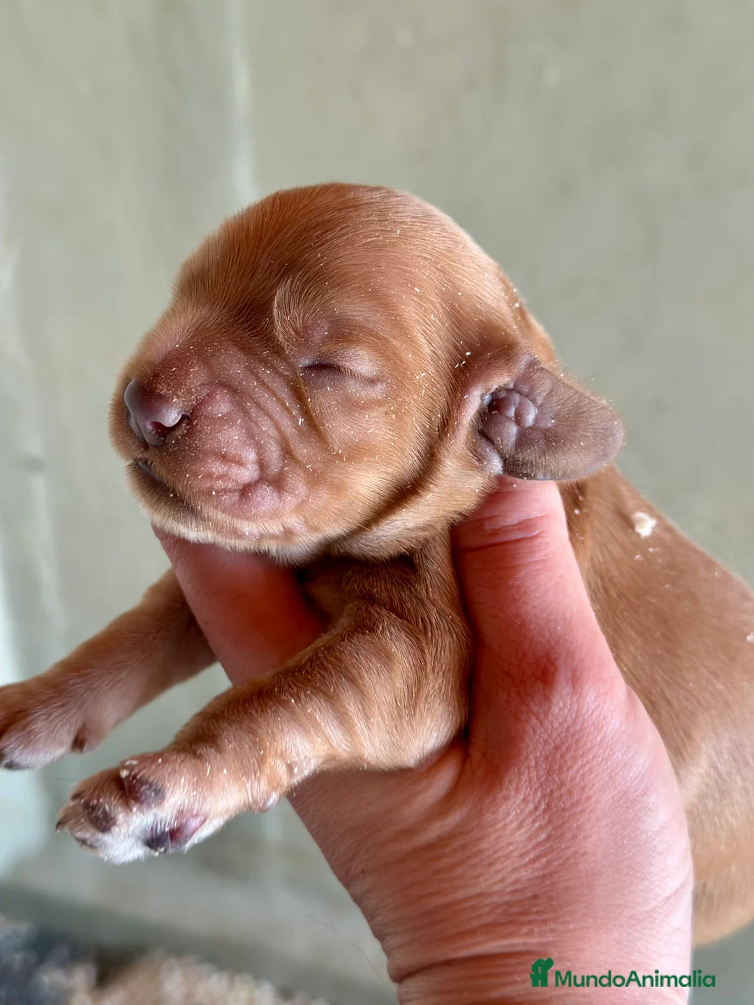 Cocker Spaniel Inglés perros en venta: COCKER SPANIEL  CAMADA PARA RESERVAR - Anuncio 4