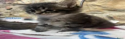 Maine Coon gatos en venta: Rey- Diez cattery  - Anuncio 26