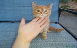 Británico de Pelo Corto gatos en venta: Machito British shorthair  - Anuncio 3