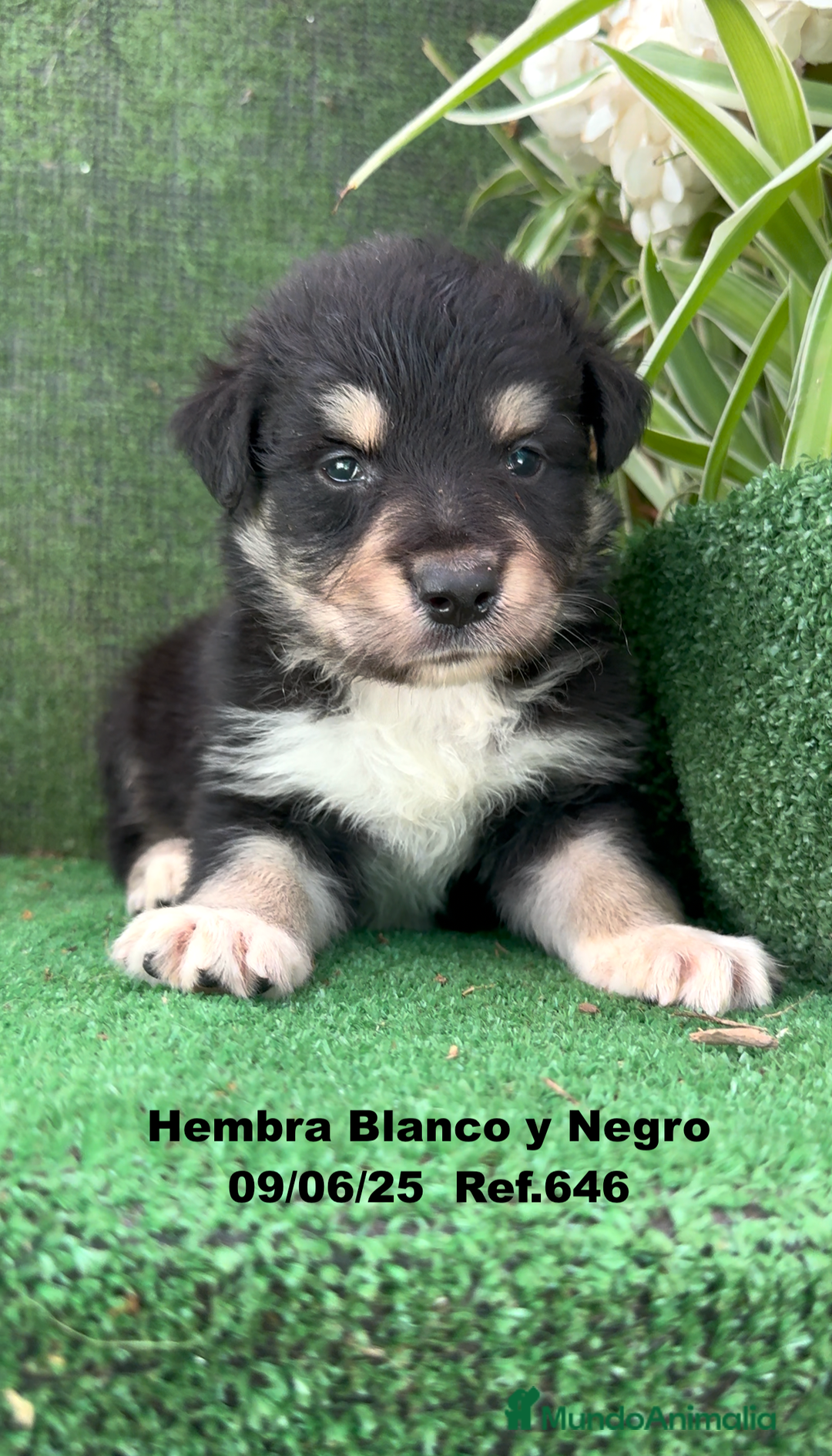 Border Collie perros en venta: BORDER COLLIE DE VILLA BIZNAGA - Imagen 32