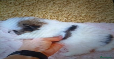 Pomerania perros - Anuncio 1