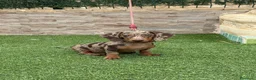 Teckel Miniatura perros en venta: Disponible hembra d teckel arlequín chocolate  - Anuncio 3