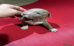 American Pit Bull Terrier perros en venta: camada American Pitbull Terrier  - Imagen 6
