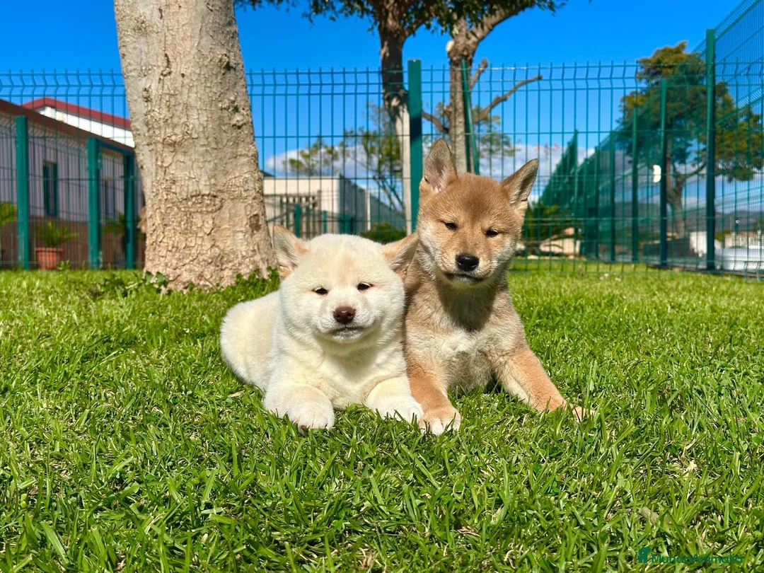 Shiba Inu perros en venta: SHIBA INU - Anuncio 2