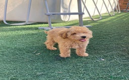 Raza Mixta perros en venta: Último caniche papá toy mamá enana - Imagen 1