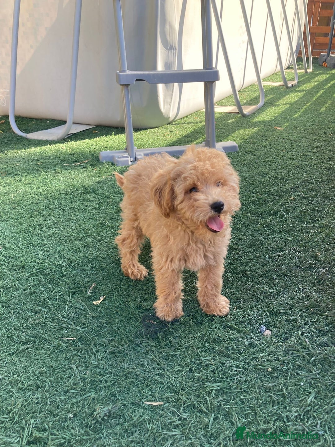 Raza Mixta perros en venta: Último caniche papá toy mamá enana - Imagen 1