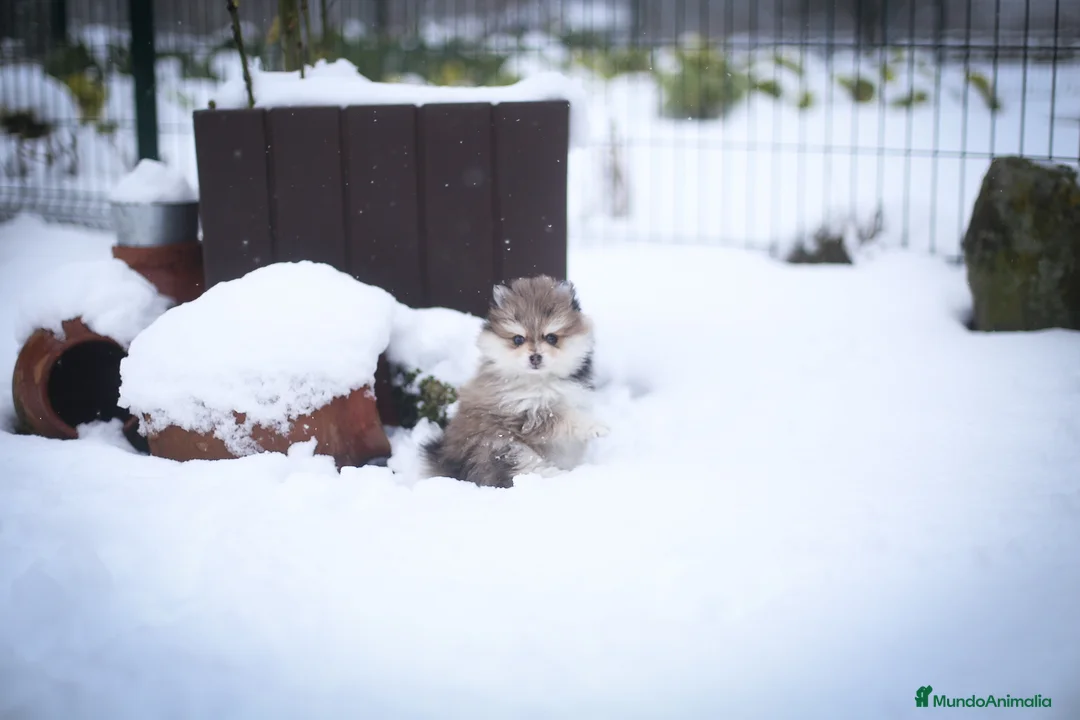 Pomsky perros en venta: Pomsky F5 - Anuncio 4