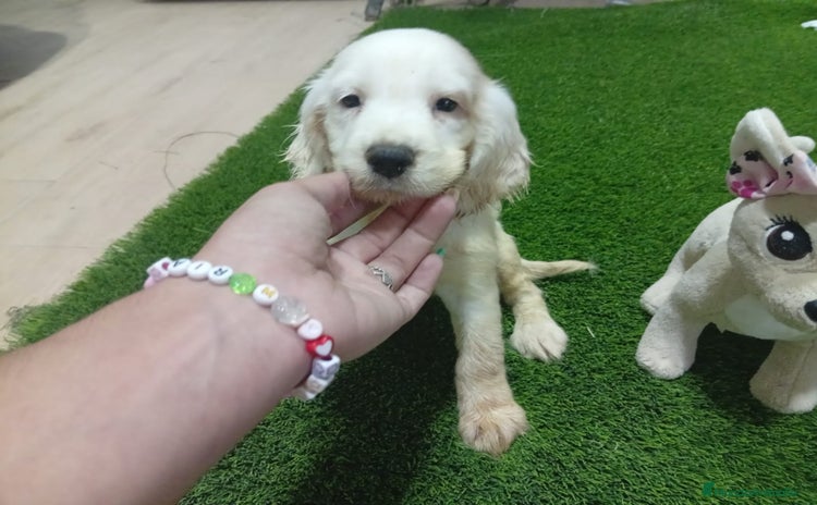 Cocker Spaniel Americano perros - Propaganda 1