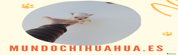 Chihuahua perros en venta: IMPRESIONANTE  CHIHUAHUA   LINEA  TOY  - Anuncio 5