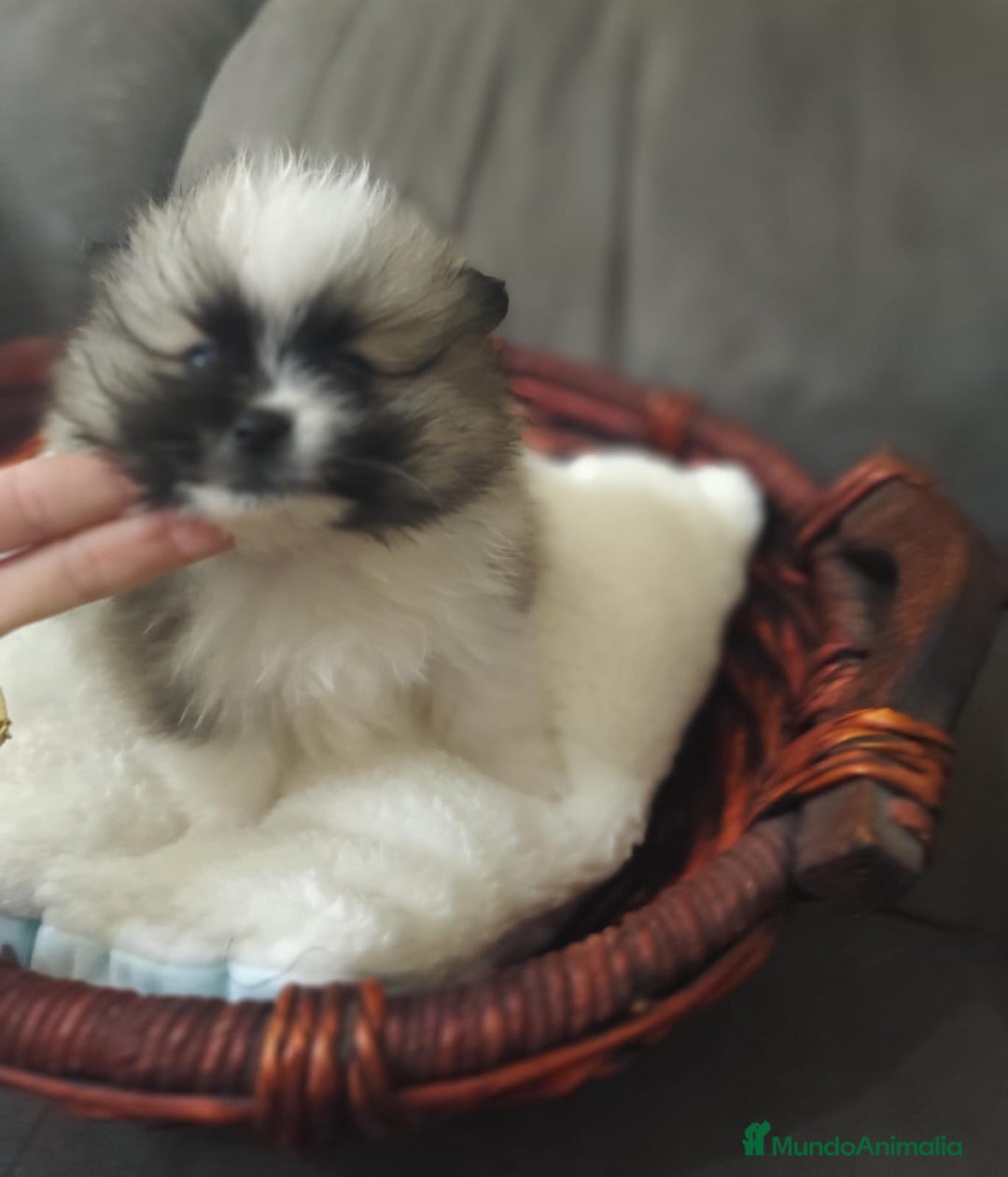 Pomerania perros en venta: Pomerania  - Anuncio 15