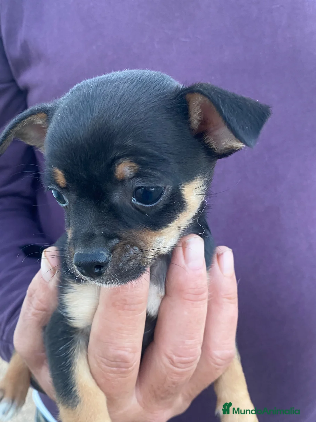 Chihuahua perros en venta: Chihuahuas machitos - Anuncio 2