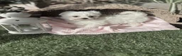 Bichón Maltés perros en venta: Bichon maltés listos para entregar. - Anuncio 8
