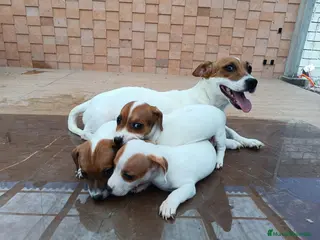 Jack Russell Terrier perros Disponibles cachorritos Jack Russell - Anuncio 2