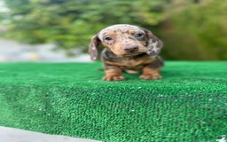 Teckel Miniatura perros en venta: teckel arlequin chocolate  - Imagen 7