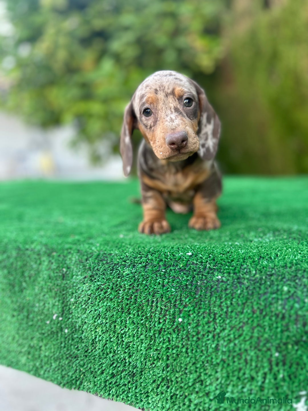 Teckel Miniatura perros en venta: teckel arlequin chocolate  - Imagen 7