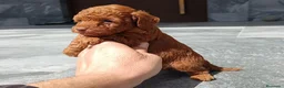 Caniche Toy perros en venta: Caniche toy  - Anuncio 3