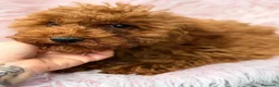 Caniche Enano perros en venta: CANICHE ENANO ROJO DISPONIBLES - Anuncio 8
