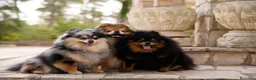 Pomerania perros en venta: Camada pomerania - Anuncio 10