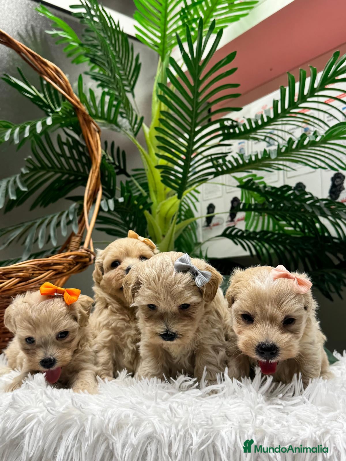 Maltipoo perros en venta: MALTIPOO - Anuncio 19