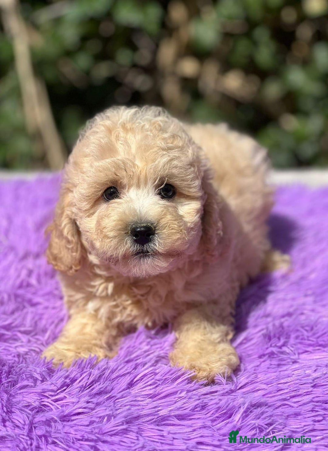 Maltipoo perros en venta: MALTIPOO F1 DISPONIBLES - Imagen 1