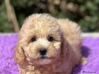 Maltipoo perros - Anuncio 27