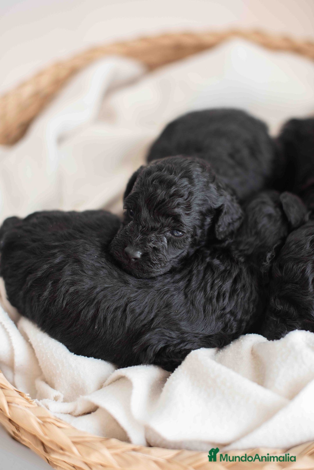 Caniche Toy perros en venta: Caniches toys negros - Anuncio 13