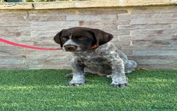 Braco Alemán de Pelo Duro perros en venta: Disponibles cachorros de drahthaar - Imagen 4