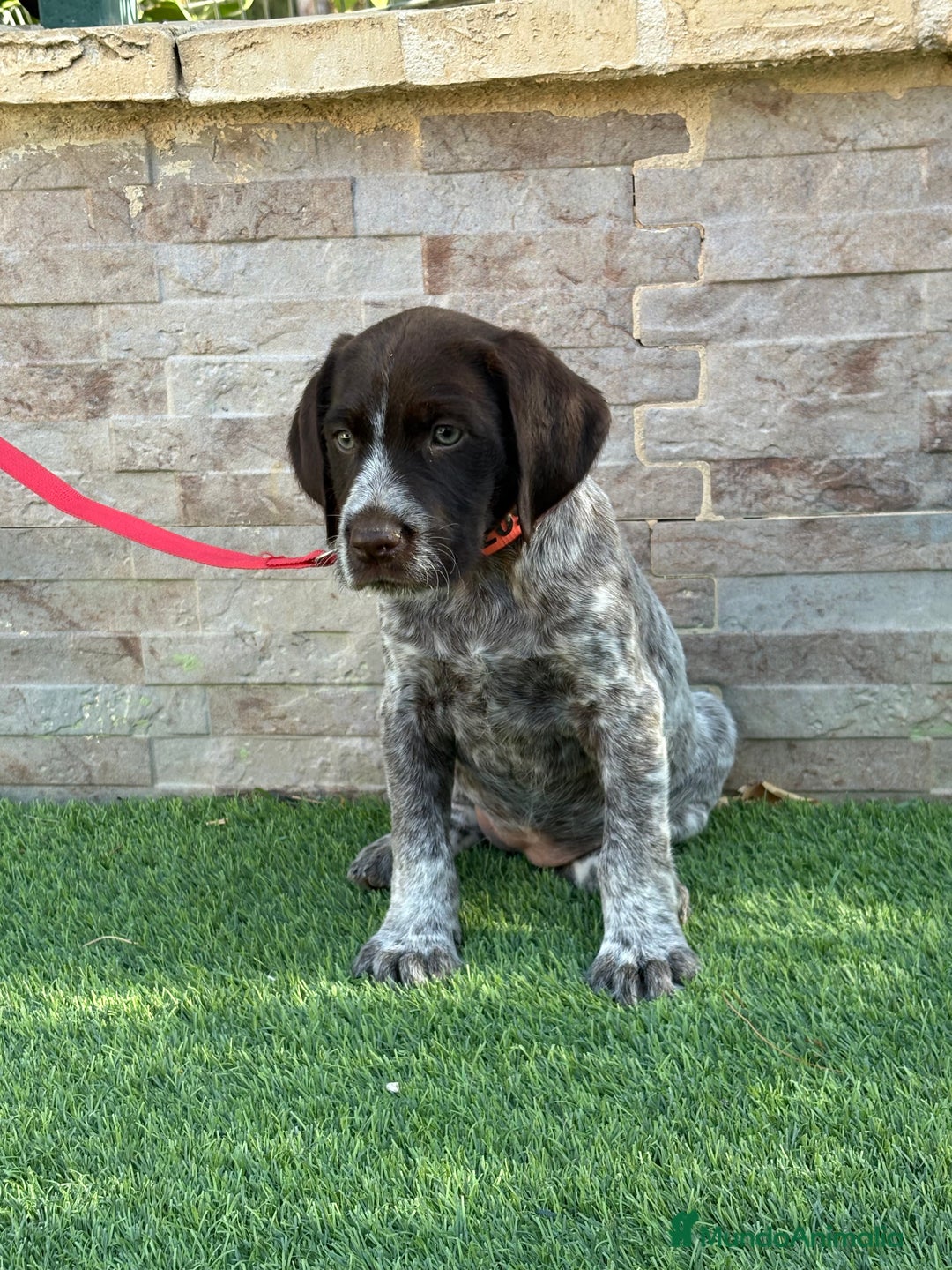 Braco Alemán de Pelo Duro perros en venta: Disponibles cachorros de drahthaar - Imagen 4