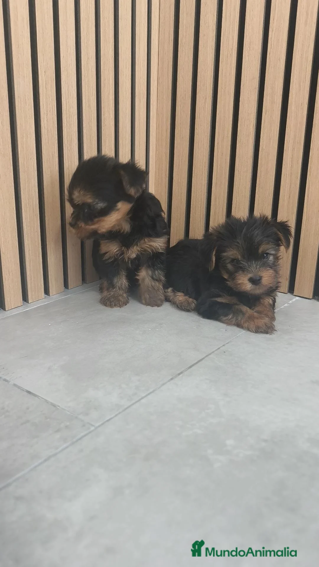 Yorkshire Terrier perros en venta: Yorkshire terrier macho disponible  - Anuncio 11