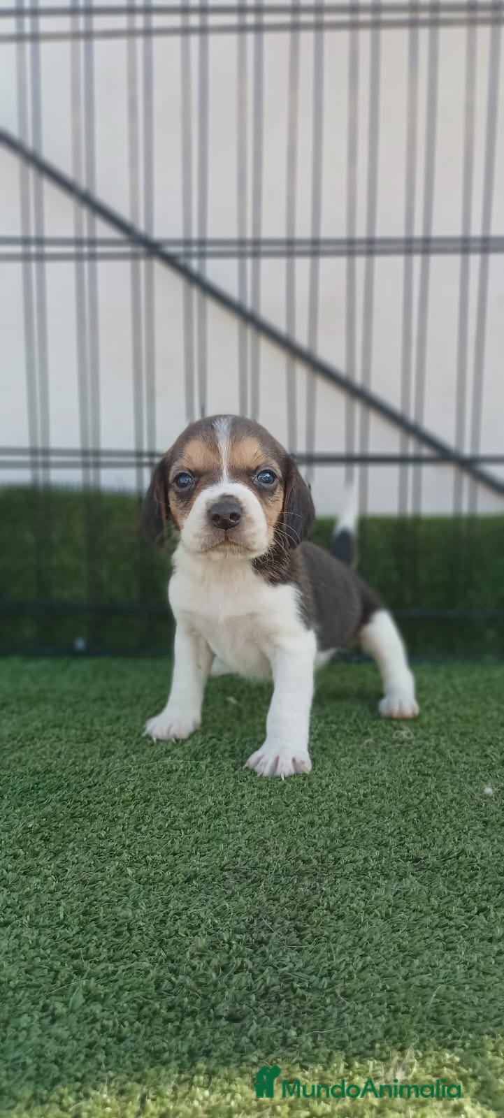 Beagle perros BEAGLE - Anuncio 3