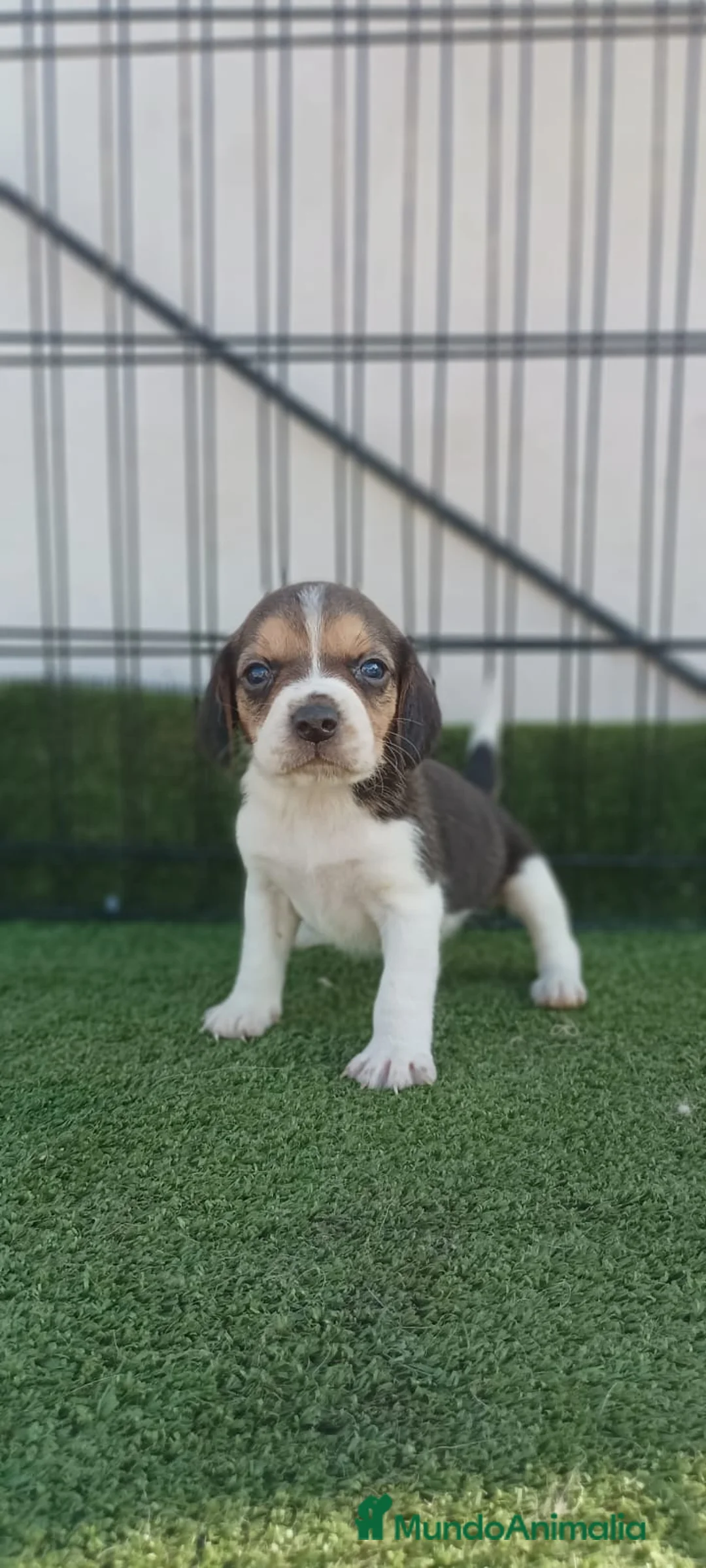 Beagle perros en venta: BEAGLE - Anuncio 1