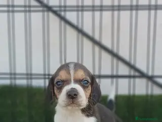 Beagle perros BEAGLE - Anuncio 3