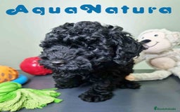 Caniche Toy perros en venta: Caniche Macho CJMM 4807 AQUANATURA - Imagen 3