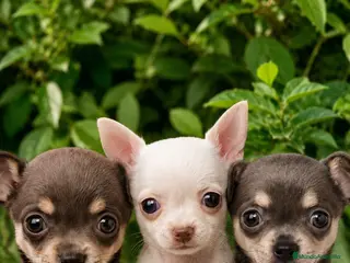 Pomchi perros super toy de ojos azules y verdes envío a Madrid - Anuncio 1