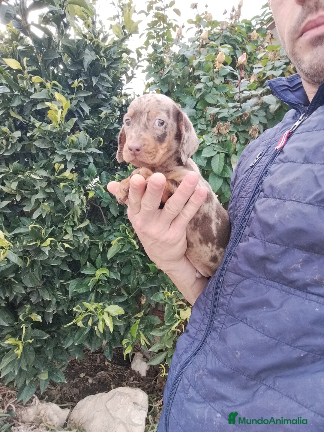 Teckel Miniatura perros en venta: Teckels miniatura  - Anuncio 2