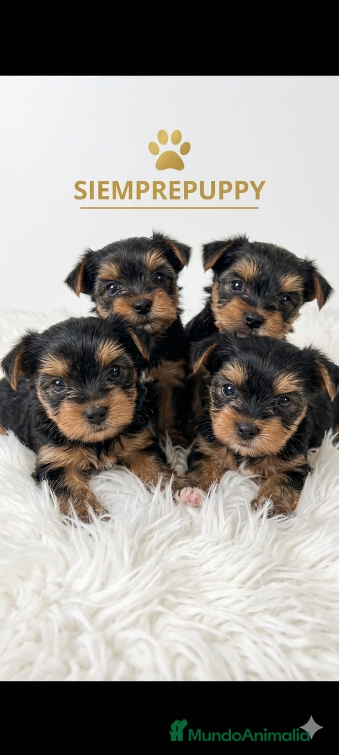 Yorkshire Terrier perros YORKSHIRE TOY  - Anuncio 1