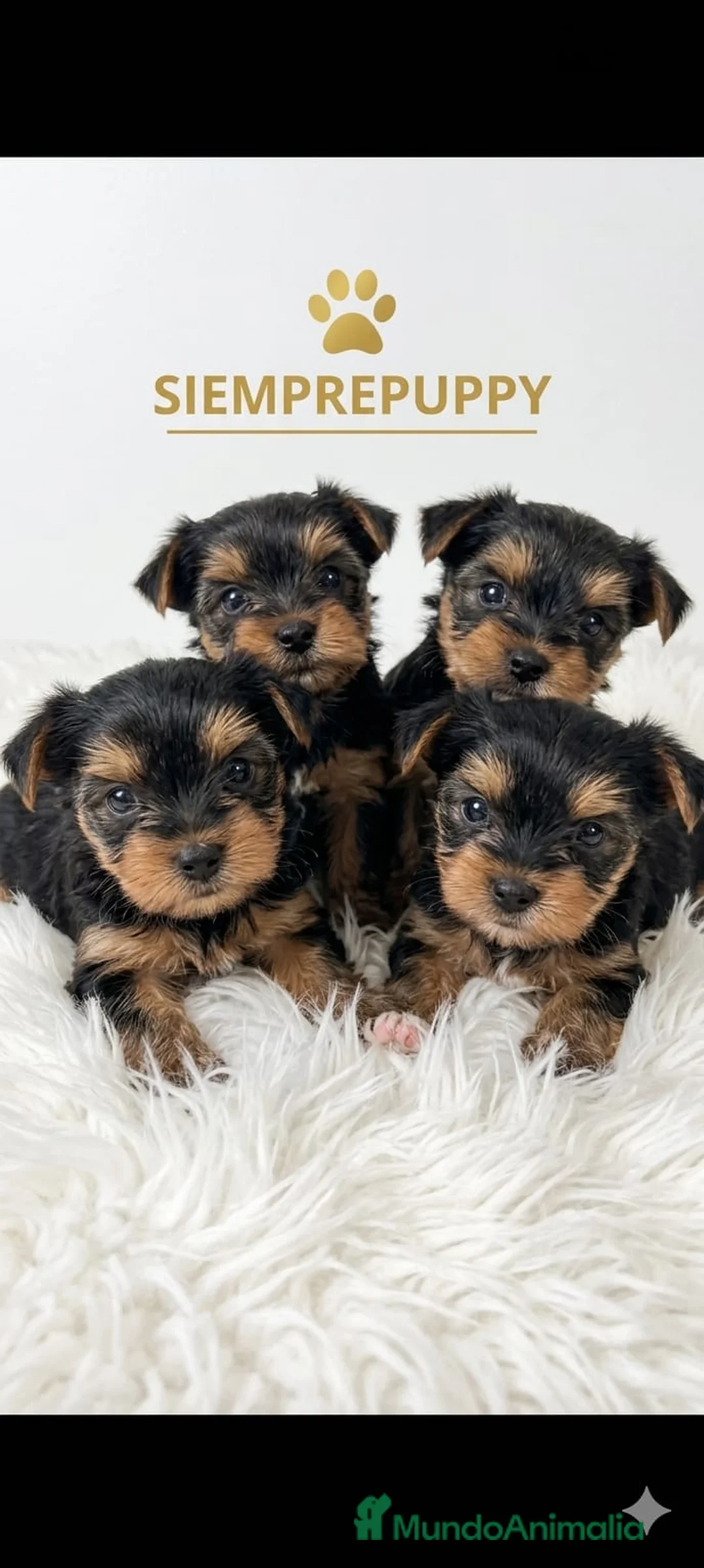 Yorkshire Terrier perros en venta: YORKSHIRE TOY  - Anuncio 1